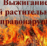 Выжигание сухой растительности - это правонарушение! - Администрация Сафакулевского района